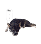 My lucky dogs（個別スタンプ：12）