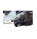 My lucky dogs（個別スタンプ：16）