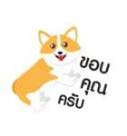 I'M DOG CORGI（個別スタンプ：3）