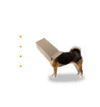 柴犬のコロンちゃん2（個別スタンプ：19）