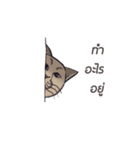 Meow meow is happy（個別スタンプ：10）