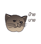 Meow meow is happy（個別スタンプ：17）