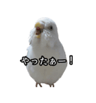 アルビノ☆インコ（個別スタンプ：12）