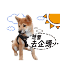 SHIBA Fa-Zj ＆ Mix Han-Ji（個別スタンプ：2）