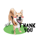 SHIBA Fa-Zj ＆ Mix Han-Ji（個別スタンプ：3）
