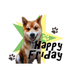 SHIBA Fa-Zj ＆ Mix Han-Ji（個別スタンプ：5）