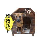 SHIBA Fa-Zj ＆ Mix Han-Ji（個別スタンプ：7）