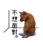 SHIBA Fa-Zj ＆ Mix Han-Ji（個別スタンプ：8）