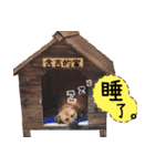 SHIBA Fa-Zj ＆ Mix Han-Ji（個別スタンプ：11）