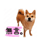 SHIBA Fa-Zj ＆ Mix Han-Ji（個別スタンプ：13）