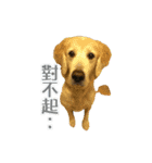 DingDing Day (3)（個別スタンプ：2）