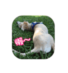 DingDing Day (3)（個別スタンプ：15）