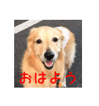 ゴールデンレトリバーもも（個別スタンプ：1）