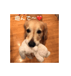 ゴールデンレトリバーもも（個別スタンプ：3）