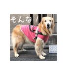 ゴールデンレトリバーもも（個別スタンプ：4）