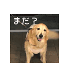 ゴールデンレトリバーもも（個別スタンプ：6）