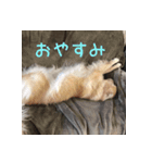 ゴールデンレトリバーもも（個別スタンプ：7）