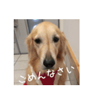 ゴールデンレトリバーもも（個別スタンプ：8）