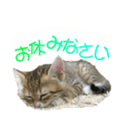 きらくなねこちゃんスタンプ 敬語ver（個別スタンプ：7）