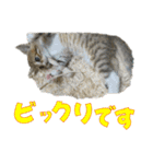 きらくなねこちゃんスタンプ 敬語ver（個別スタンプ：33）