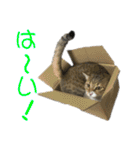 きらくなねこちゃんスタンプ 敬語ver（個別スタンプ：40）