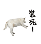 Beauty white NO.3（個別スタンプ：19）