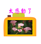 Color taro flower language（個別スタンプ：4）