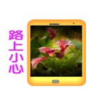 Color taro flower language（個別スタンプ：16）