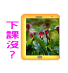 Color taro flower language（個別スタンプ：21）