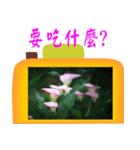 Color taro flower language（個別スタンプ：22）