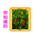 Color taro flower language（個別スタンプ：24）