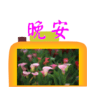 Color taro flower language（個別スタンプ：29）