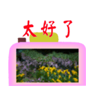 Color taro flower language（個別スタンプ：39）
