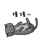 Cat Lovers' Daily Dialogue（個別スタンプ：6）