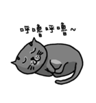 Cat Lovers' Daily Dialogue（個別スタンプ：15）
