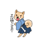 柴犬侍（個別スタンプ：4）