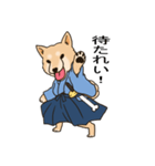 柴犬侍（個別スタンプ：7）