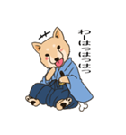 柴犬侍（個別スタンプ：31）