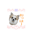 チワワの宙夢ちゃん（個別スタンプ：1）