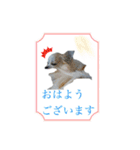 チワワの宙夢ちゃん（個別スタンプ：3）