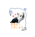 チワワの宙夢ちゃん（個別スタンプ：4）