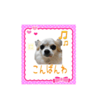 チワワの宙夢ちゃん（個別スタンプ：6）