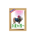 チワワの宙夢ちゃん（個別スタンプ：8）