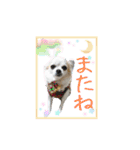 チワワの宙夢ちゃん（個別スタンプ：13）