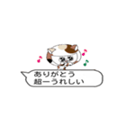 チビねこたちの動く吹き出しスタンプ（個別スタンプ：10）