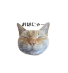 白桃猫猫1（個別スタンプ：1）
