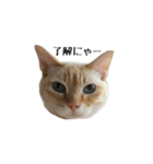 白桃猫猫1（個別スタンプ：2）