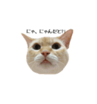 白桃猫猫1（個別スタンプ：4）