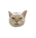白桃猫猫1（個別スタンプ：5）