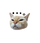 白桃猫猫1（個別スタンプ：6）